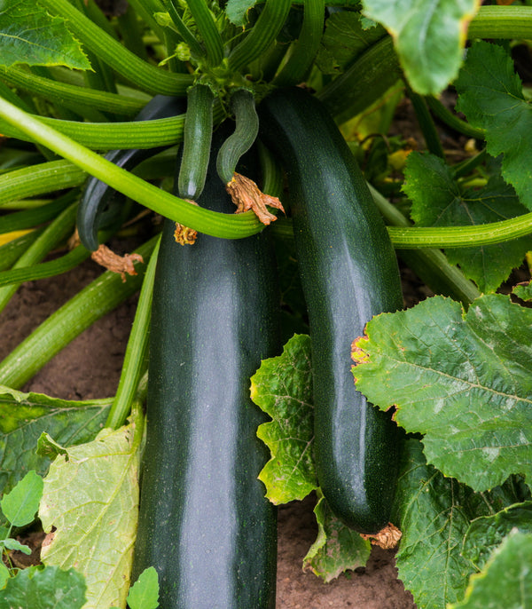Zucchini Black Beauty